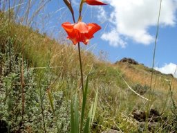 Gladiolus saundersii leaves